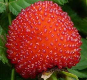 Maasikavaarikas Rubus Illecebrosus