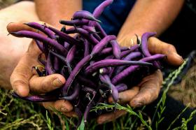 Aeduba PURPLE TEEPEE