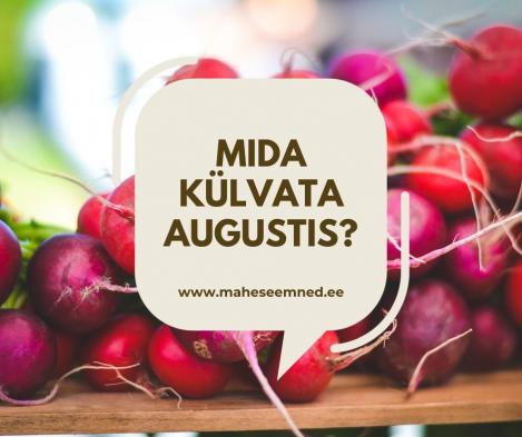 Mida külvata augustis?