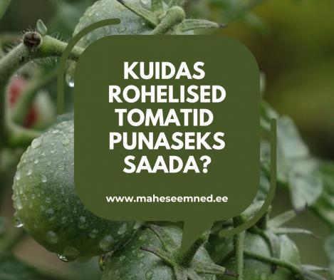 KUDIAS ROHELISED TOMATID PUNASEKS SAADA?