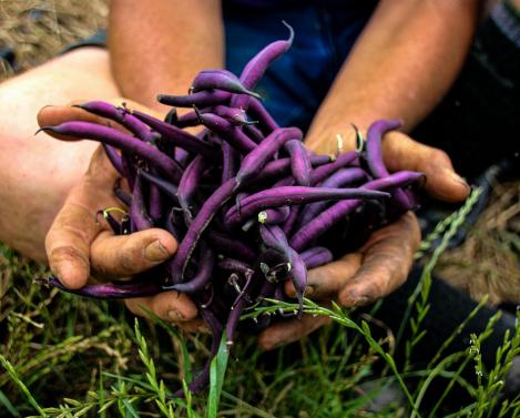 Purple Teepee uba ja Blauschokkeri hernes: Miks neid oma aias kasvatada?