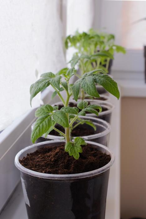 Tomatite ettekasvatamine: Kuidas kasvatada tugevaid ja tervislikke taimi?